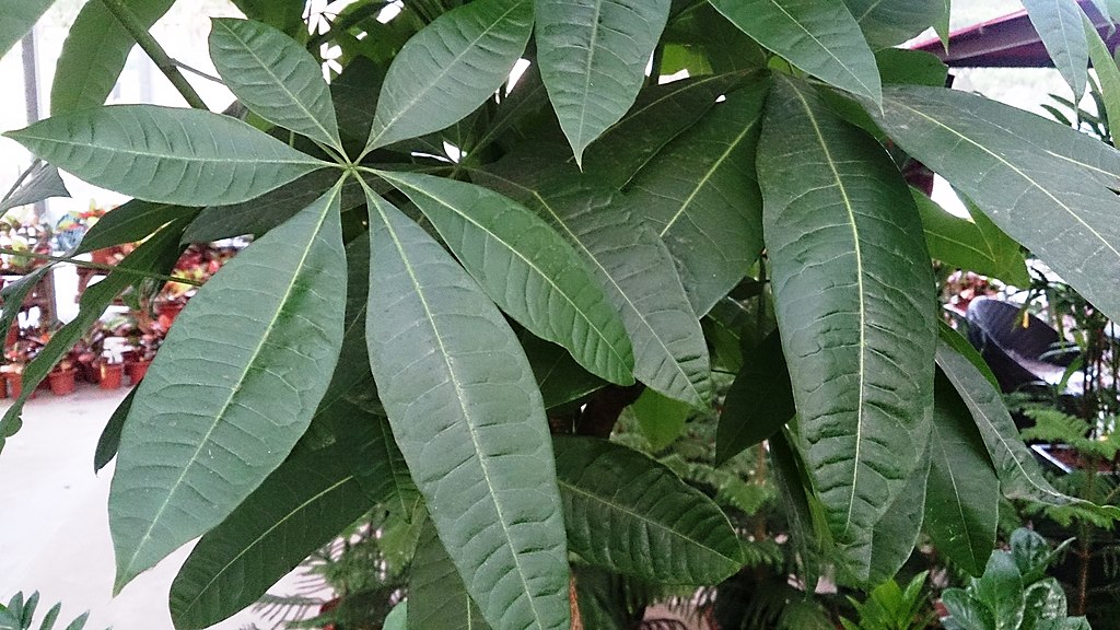 Houseplants for Luck and Prosperity in 2025: A Fresh Start for the New Year