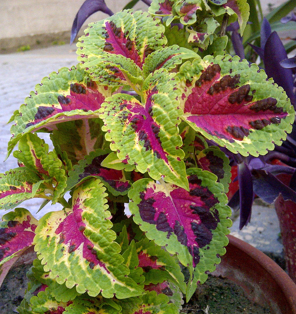 Coleus: Everything You Need to Know