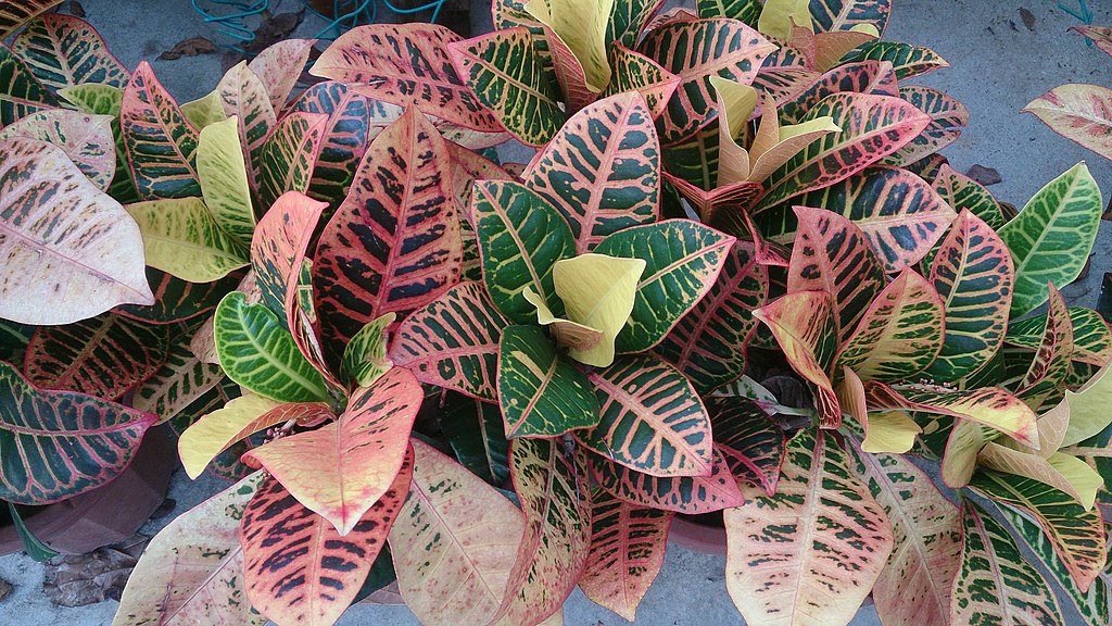 Croton (Codiaeum): Everything You Need to Know