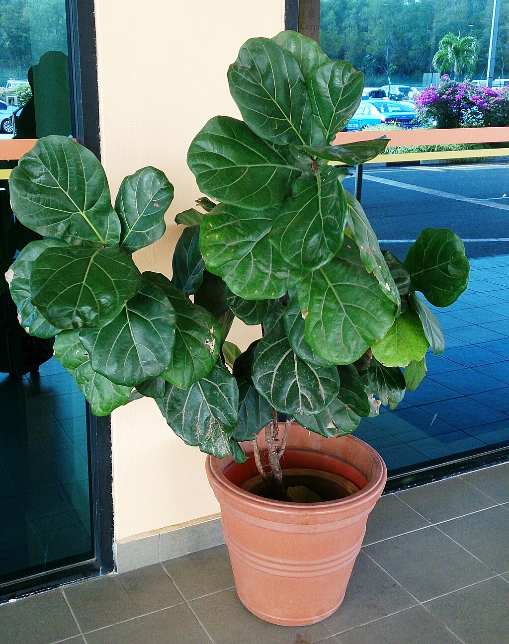 Ficus: Everything You Need to Know