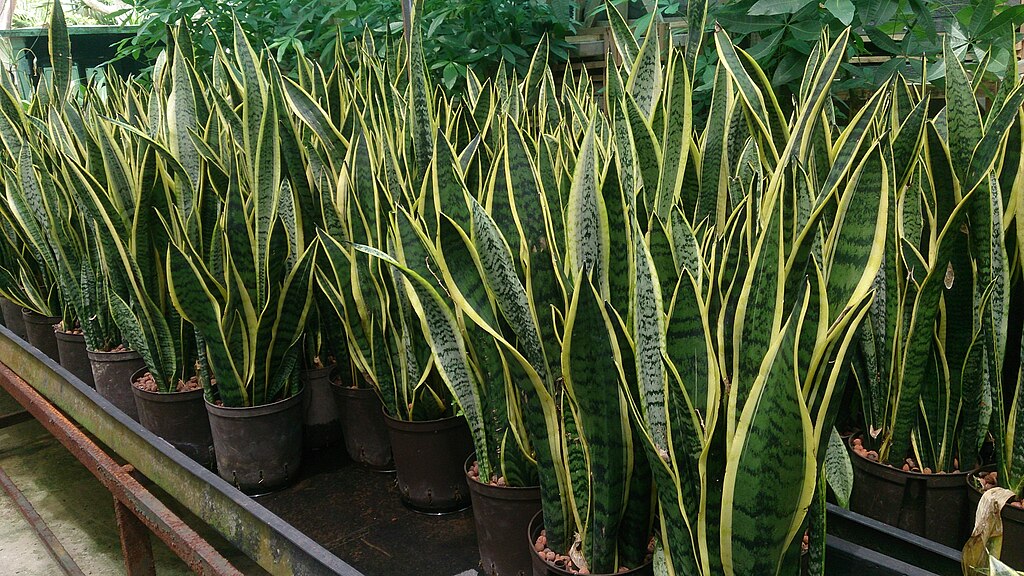 Snake Plant (Sansevieria): Everything You Need to Know