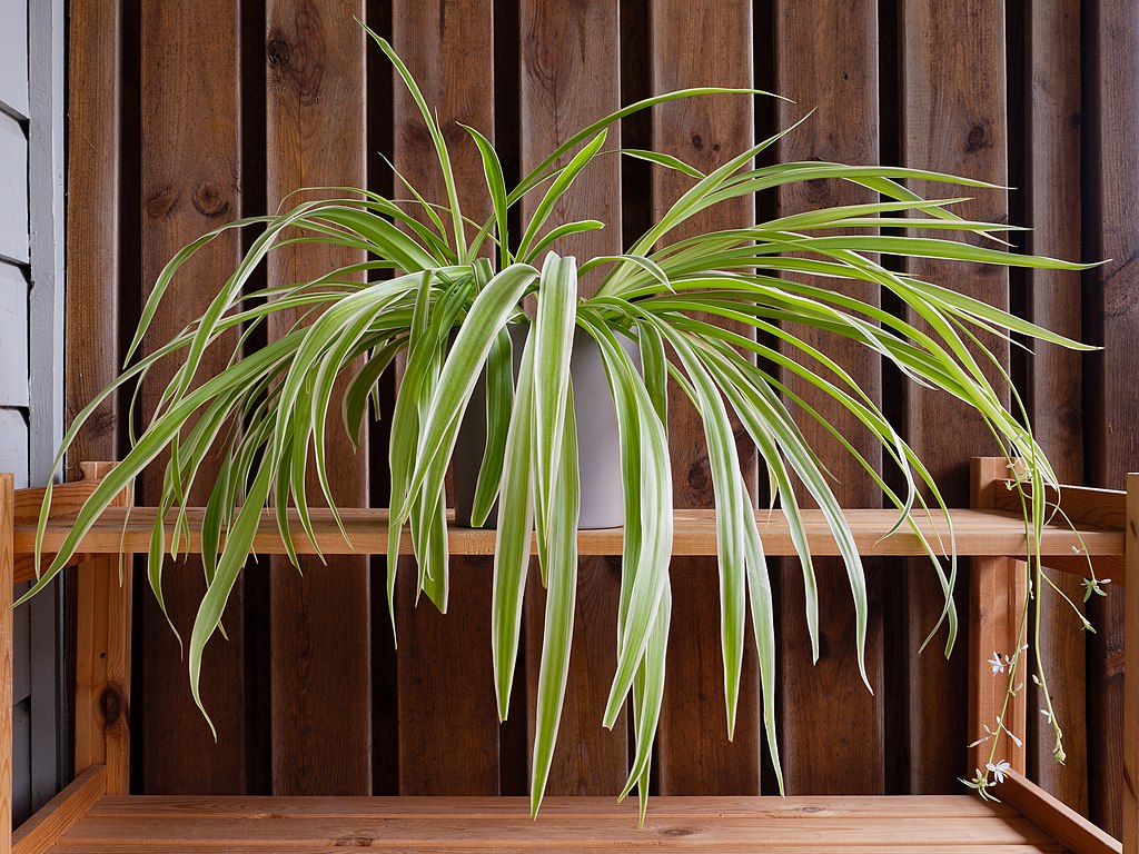 Spider Plant (Chlorophytum): Everything You Need to Know
