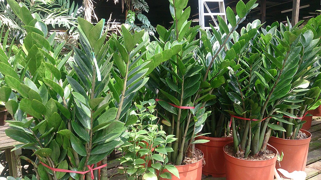 ZZ Plant (Zamioculcas): Everything You Need to Know