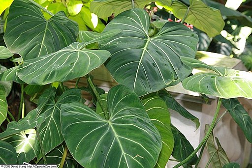 Exotic Beauties: The Rare Houseplants Set to Trend in 2025