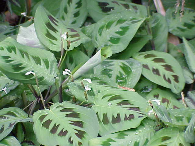 Prayer Plant (Maranta): Everything You Need to Know