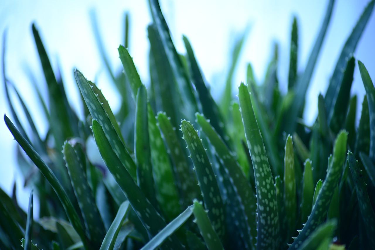 Aloe: Everything You Need to Know