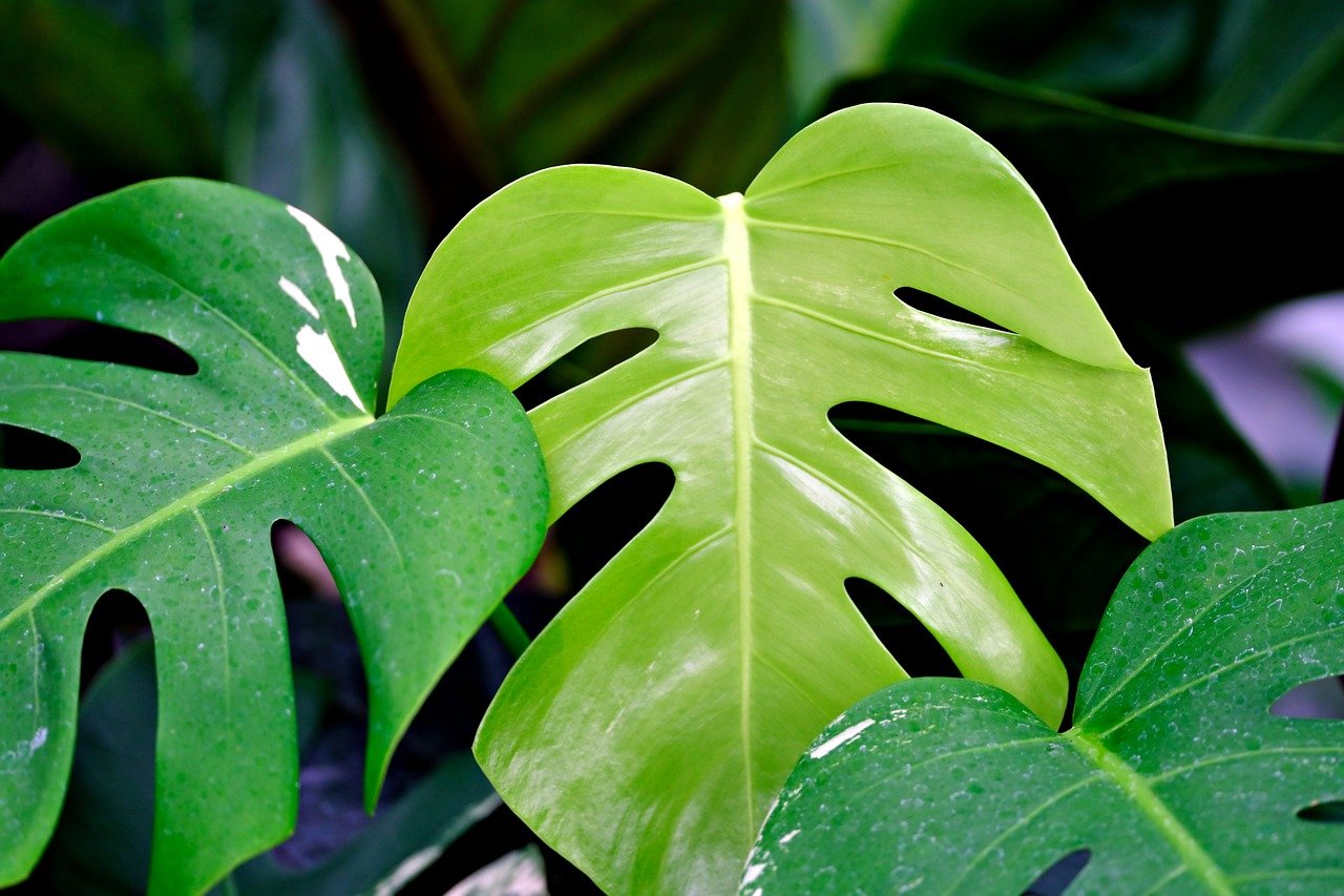 Monstera: Everything You Need to Know