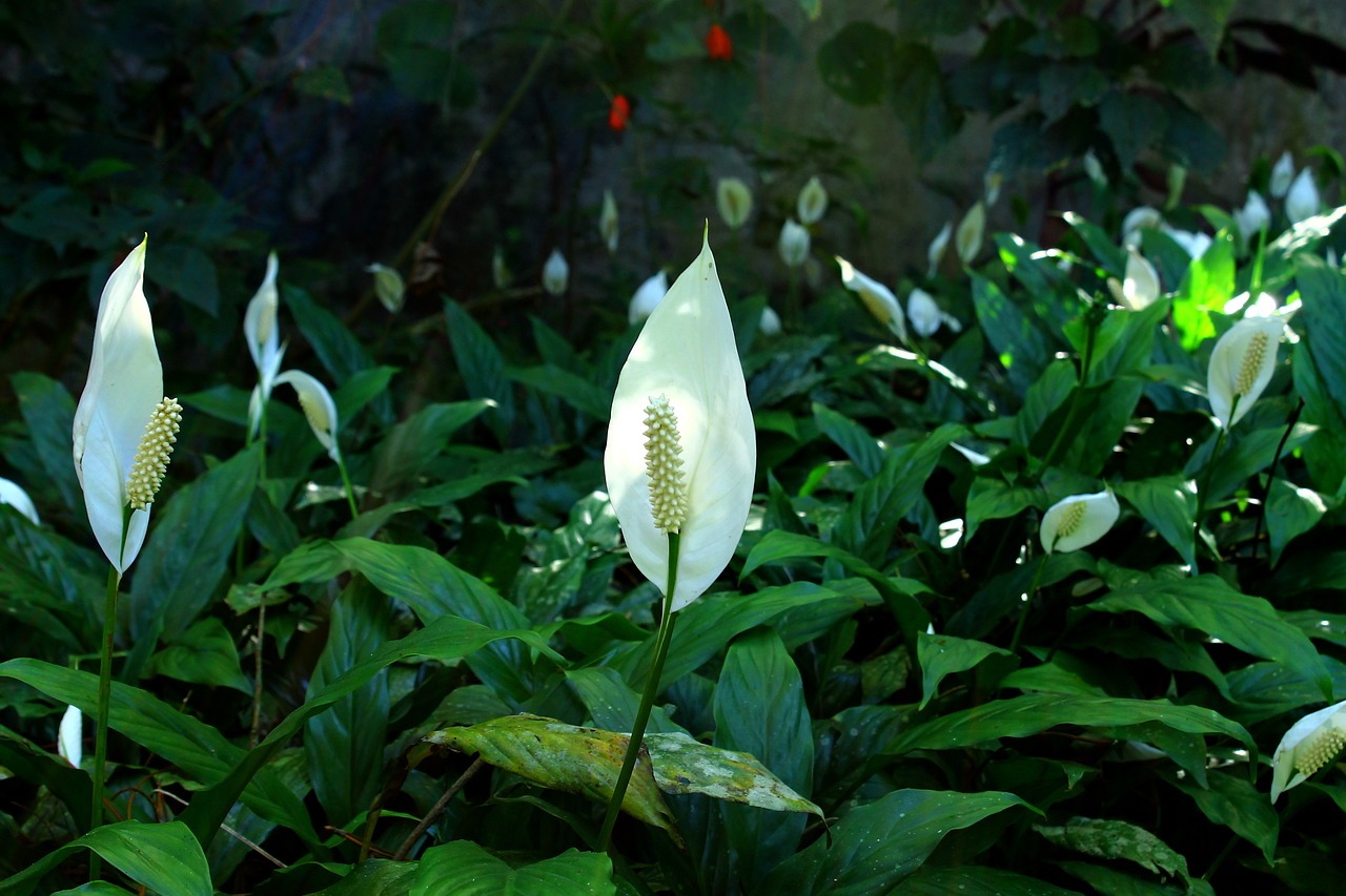 Peace Lily (Spathiphyllum): Everything You Need to Know