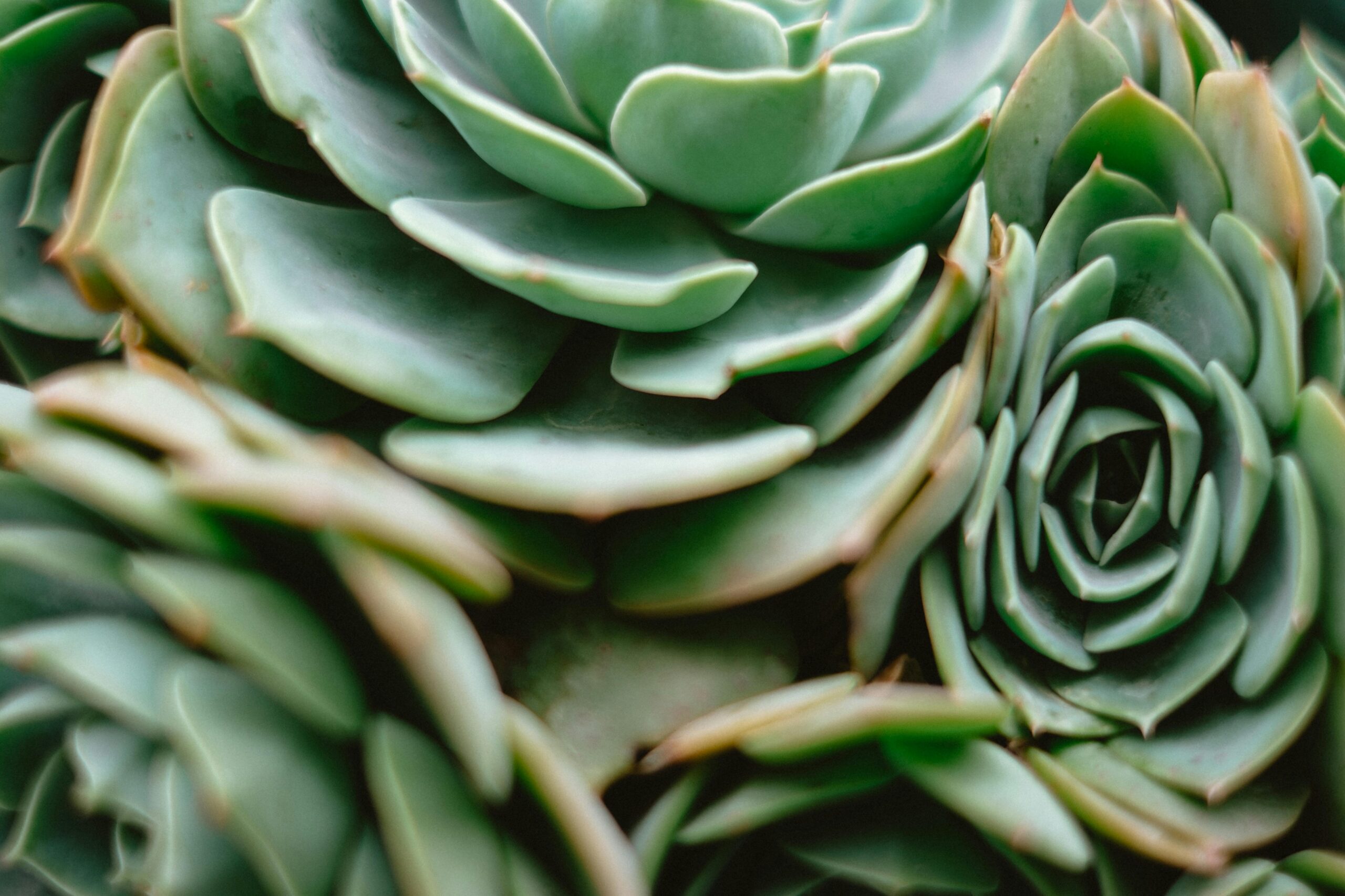 Echeveria: Everything You Need to Know