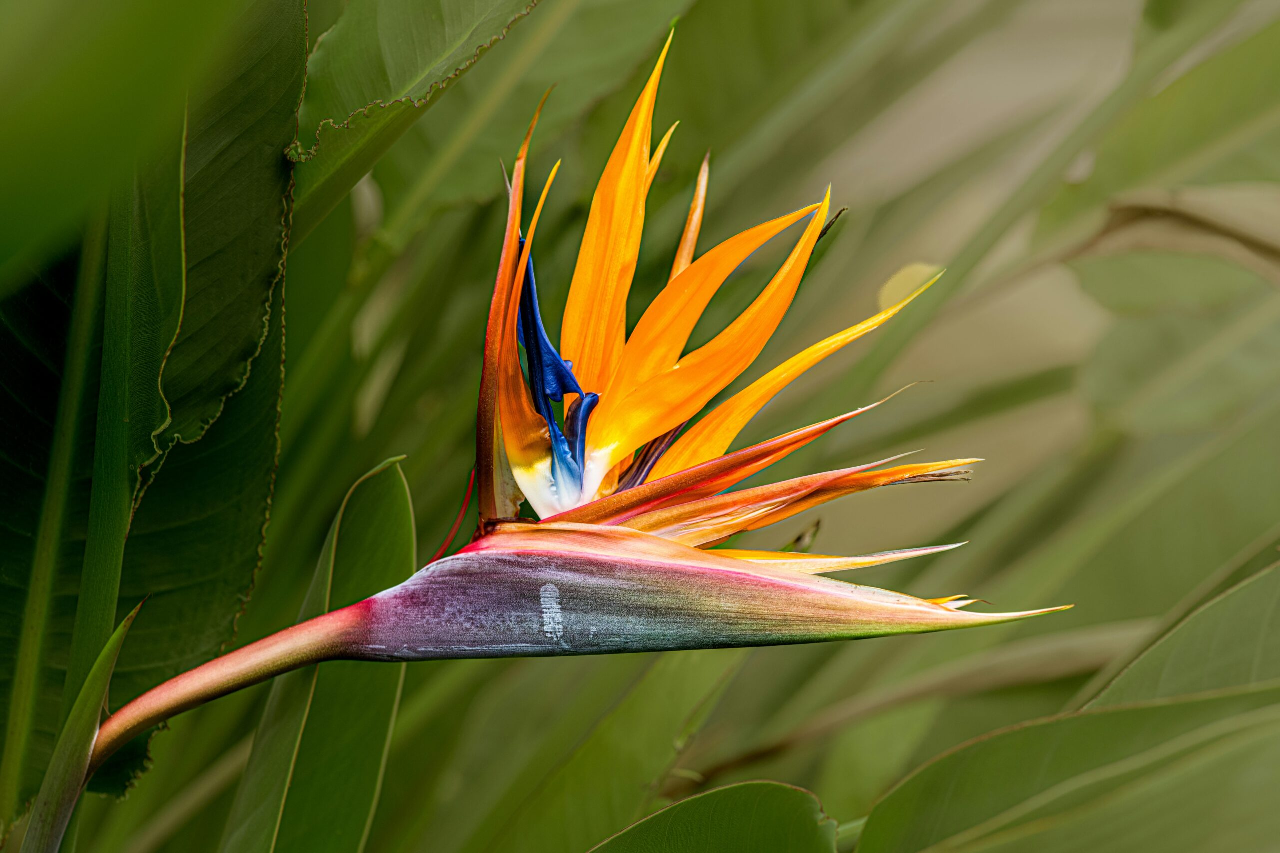 Bird of Paradise (Strelizia): Everything You Need to Know