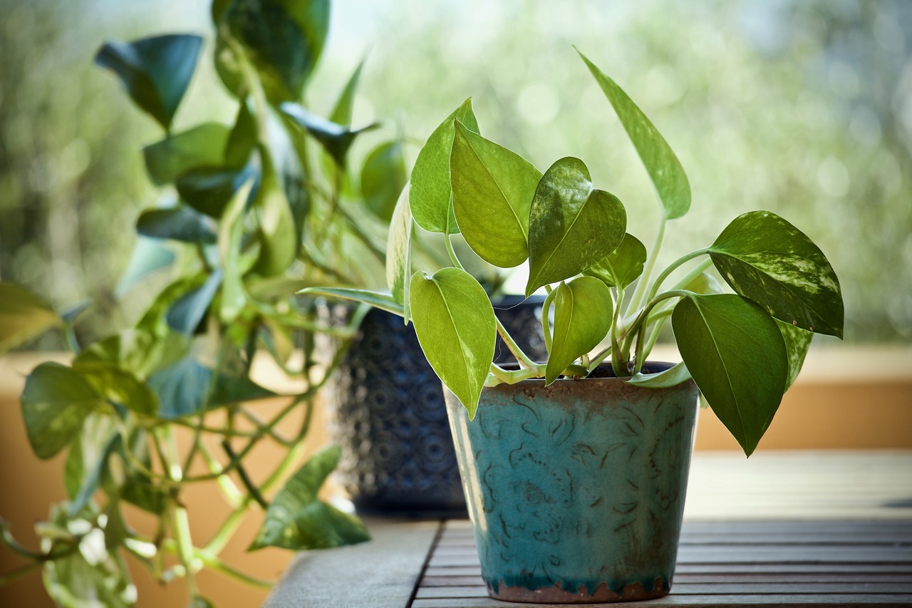 Pothos (Epipremnum): Everything You Need to Know