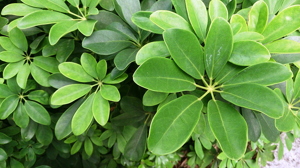 Dwarf Umbrella Tree (Schefflera): Everything You Need to Know