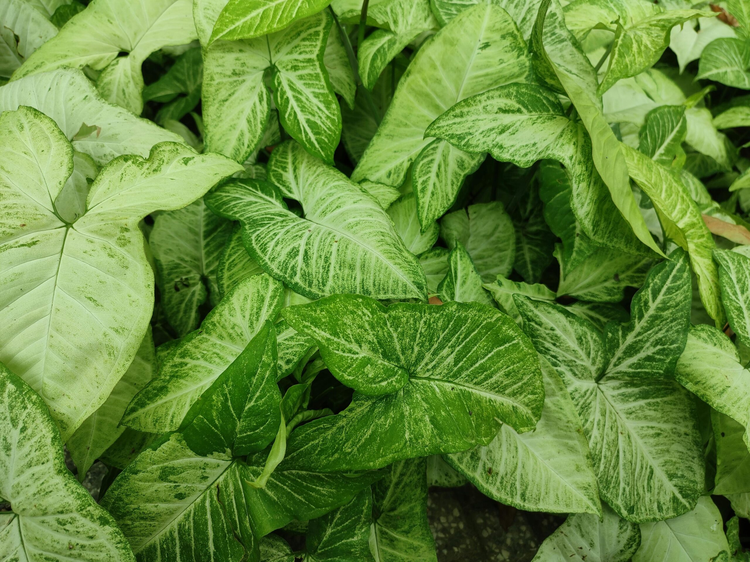 Arrowhead Plant: Everything You Need to Know
