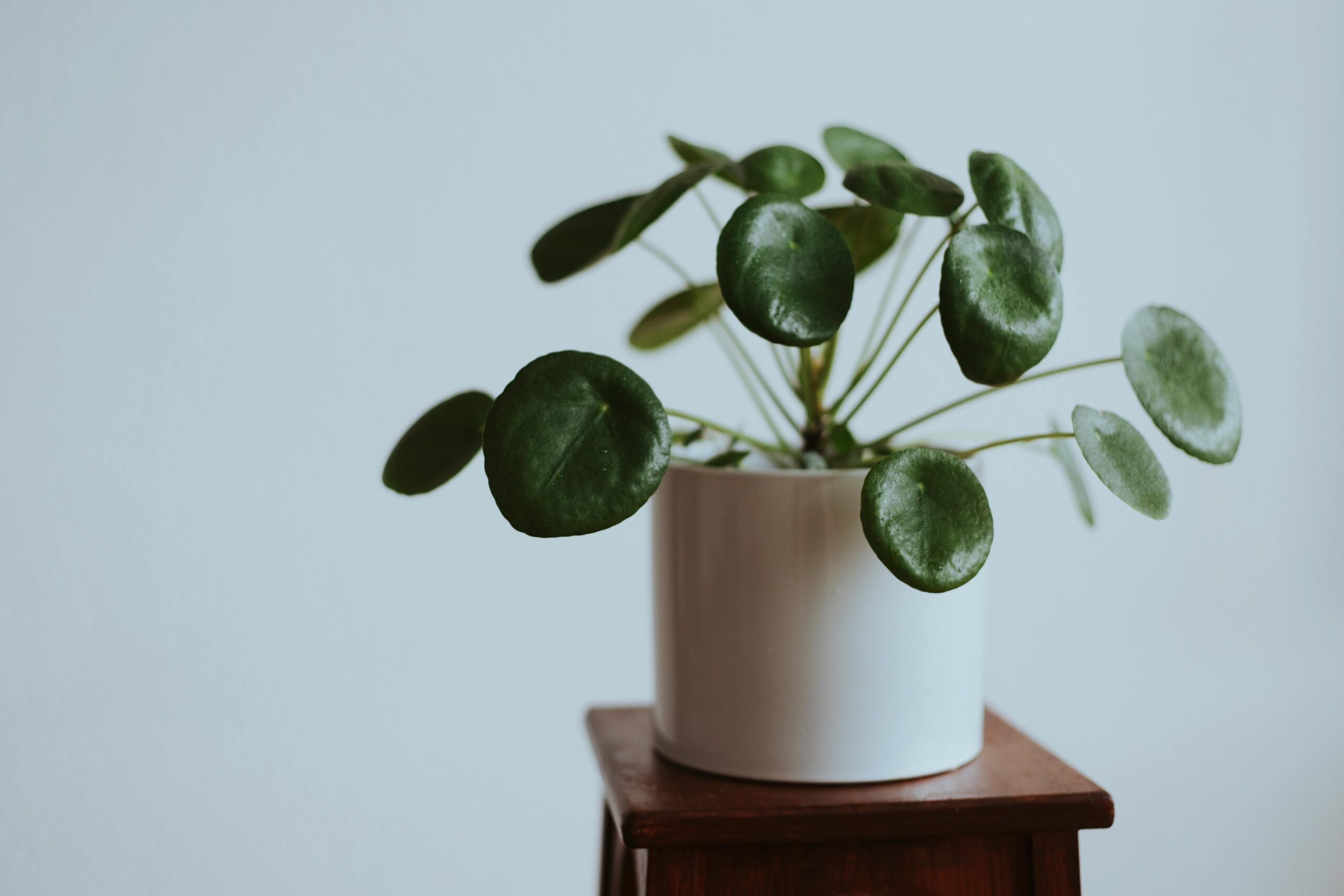 Pilea: Everything You Need to Know